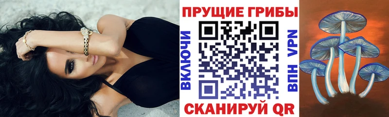 где купить наркоту  Котлас  Псилоцибиновые грибы Cubensis 
